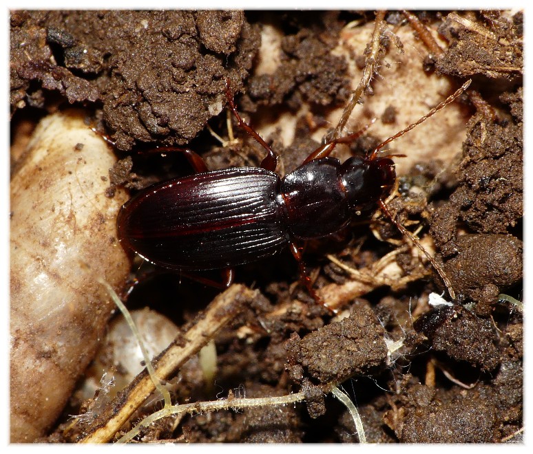 Platyderus dalmatinus, ora P. vignai